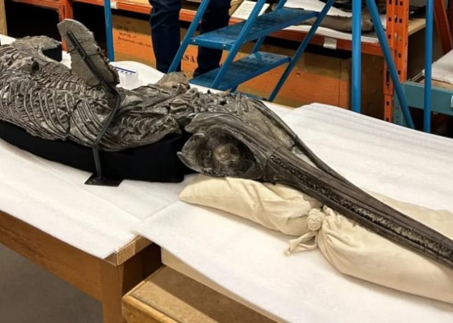 Dinosaurus Berjuluk Pedang Naga, Monster Apa Itu?
