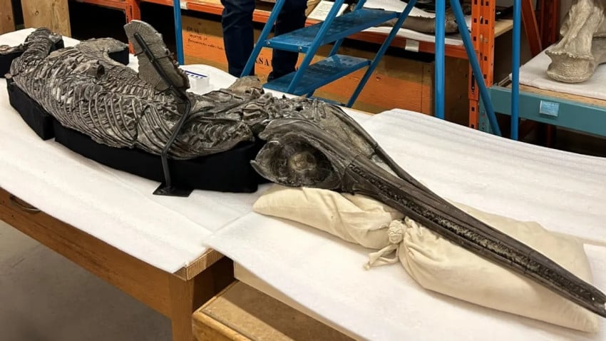 Dinosaurus Berjuluk Pedang Naga, Monster Apa Itu?