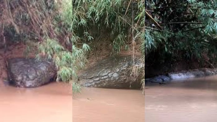 Batu Berbentuk Ular Raksasa Muncul di Sungai Lagi-lagi