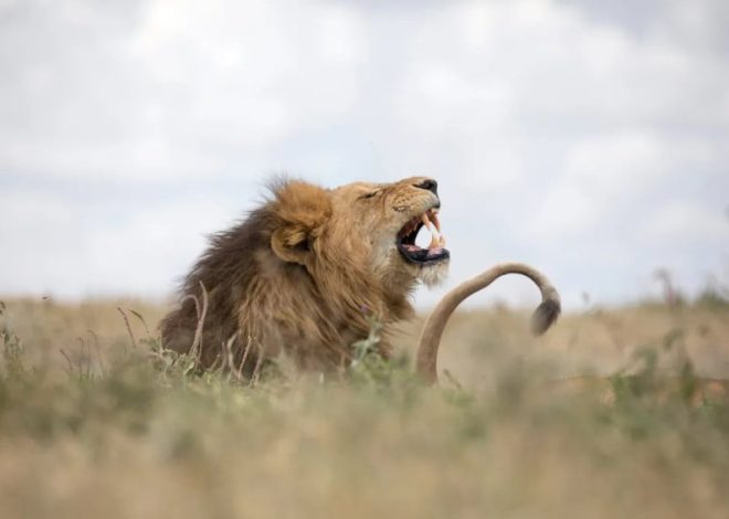 Ilmuwan Temukan Jenis Auman Baru Singa dengan Menggunakan AI