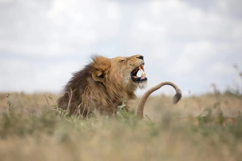 Ilmuwan Temukan Jenis Auman Baru Singa dengan Menggunakan AI