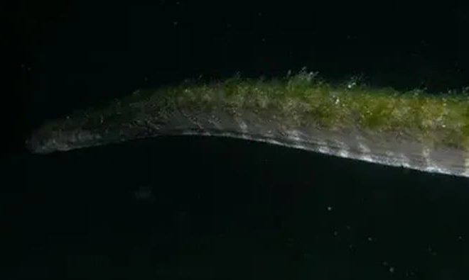 Ular Purba yang Lama Menghilang Muncul di Pulau Komodo