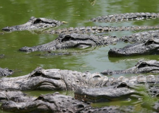 Takut Dipakai Musuh, Israel Tembak Mati Ratusan Buaya